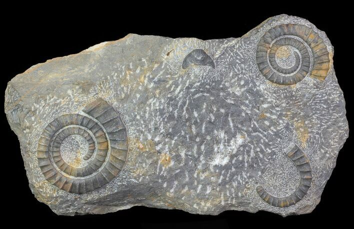 Pair Of Devonian Anetoceras Ammonites - Morocco #67721